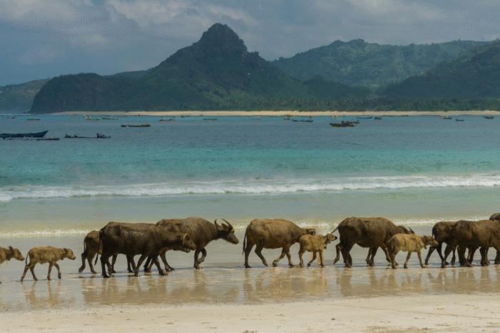 Lombok Highlight Tour