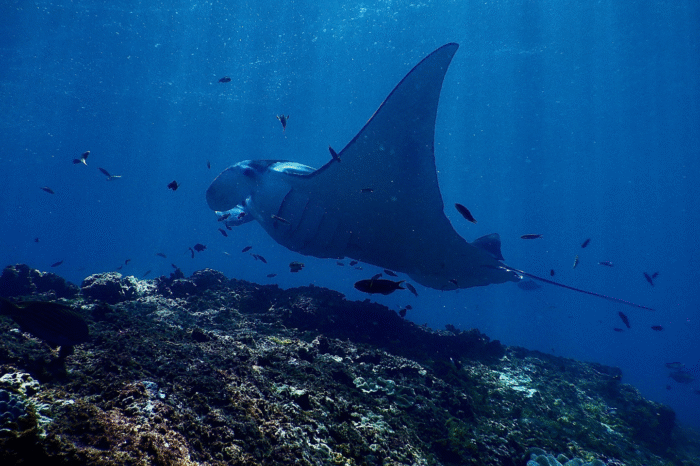 Penida Snorkeling