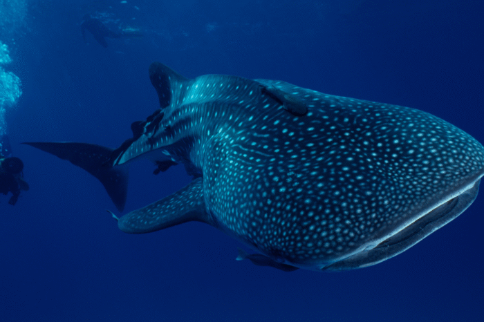 Sumbawa Whale Shark Experience